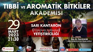 Tıbbi Ve Aromatik Bitkiler Akademisi-22 Sarı Kantaron Hyperi Perforatum Yetiştiriciliği Doç.dr.