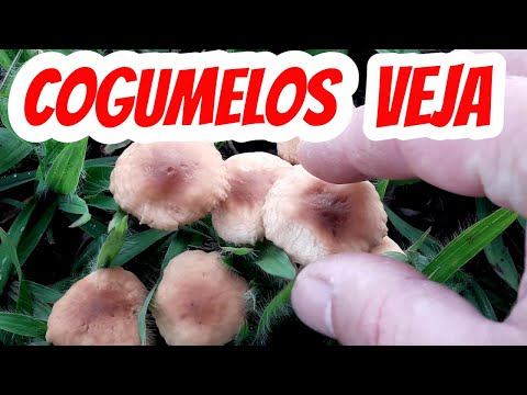 Vídeo: Cogumelo de linha marrom: descrição de onde cresce