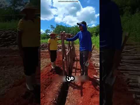 شاهد مازال المزارعون يبنون الجدران بواسطة الخشب بالطريقة التقليدية ترند افكار التحف