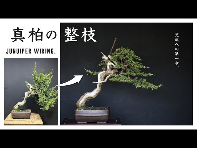 糸魚川 真柏の整枝 - YouTube