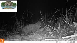 A male fishing cat captured in camera trap