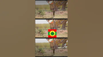 ABO WBO QEERROO BILISUMMAA OROMOO 