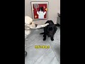 Dog: Why does he eat better than me? #Adorable Pet Debut #Greedy Puppy #Foodie Dog