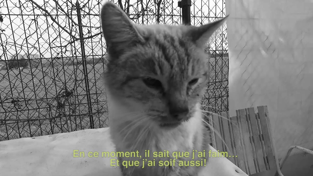 The New Automatic Cat Feeder Your Cats Want