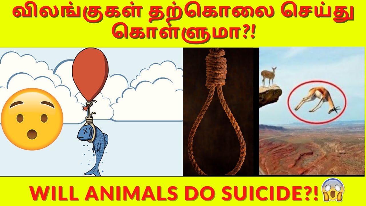 விலங்குகள் தற்கொலை செய்து கொள்ளுமா?| WILL ANIMALS DO SUICIDE|10 TAMIL AMAZING FACTS | FACTS IN TAMIL