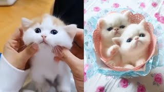 Cute and Funny Baby Cat Videos #1 | Best dank cat memes compilation of 2020 by night4217 2,730 views 3 years ago 3 minutes, 22 seconds