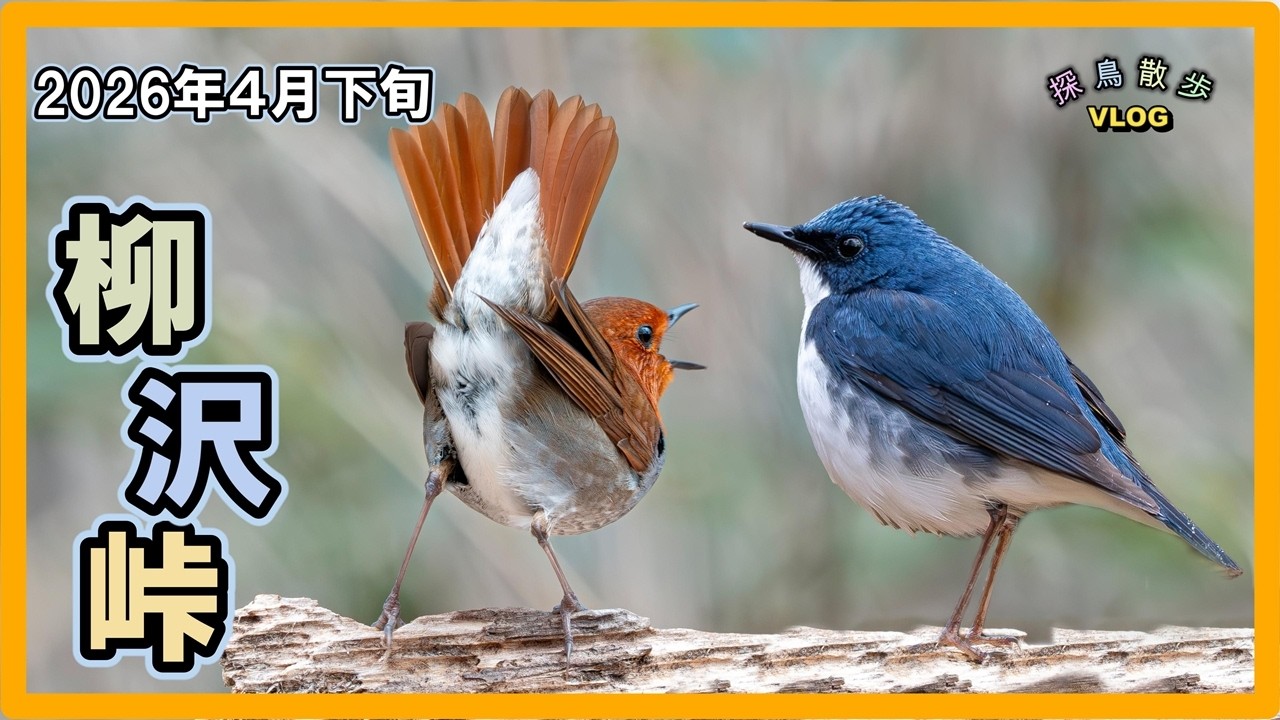 探鳥散歩 VLOG】2026年4月下旬。柳沢峠に行ってきました - YouTube