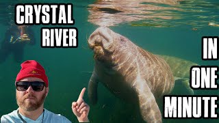 Crystal River Manatees | Snorkeling & Scuba Diving | Tips & tricks in one minute | Down to 60