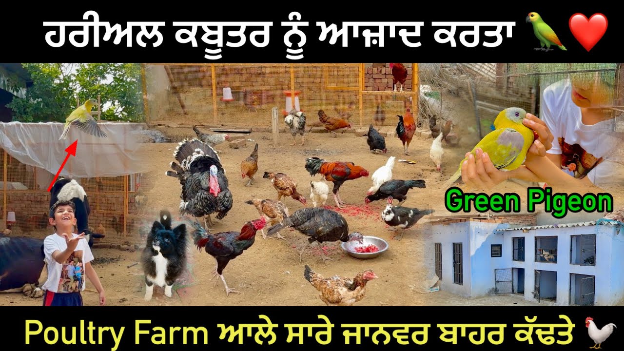 ਹਰੀਅਲ ਕਬੂਤਰ ਨੂੰ ਆਜ਼ਾਦ ਕਰਤਾ || Poultry Farm ਵਾਲੇ ਸਾਰੇ ਜਾਨਵਰ ਬਾਹਰ ਕੱਢਤੇ ਅੱਜ || 
