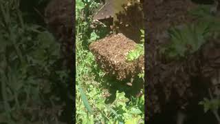 Apicoltura Prima sull’olivo, poi sotto l’arnia: la stessa regina biss#bee#roire#beekeeper#sciamare
