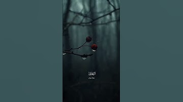 تلاوة خاشعة🎧#معاذ_صيام#راحة_نفسية#quran#قرآن#تلاوة_خاشعة