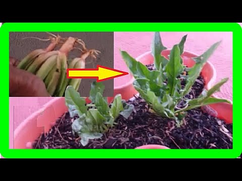 How To Grow