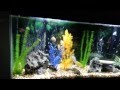 55g African cichlid tank.