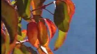 San Martín de los Andes