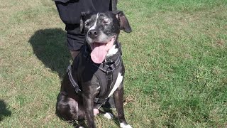 Movers for Mutts - Lansing MI