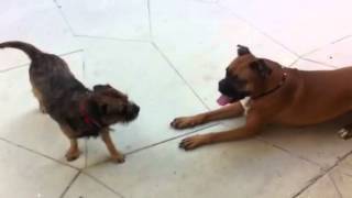 Border Terrier Vs Boxer