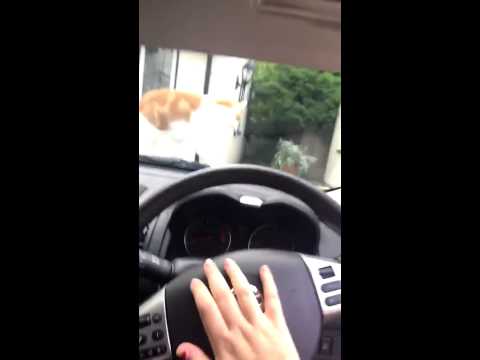 cat-meets-car-horn