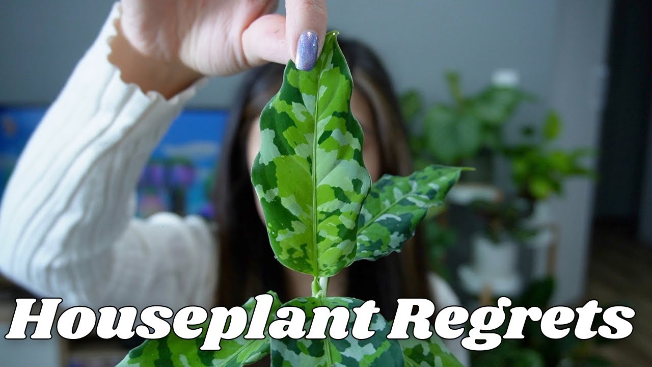 6 Houseplant Regrets aka silly mistakes to avoid!