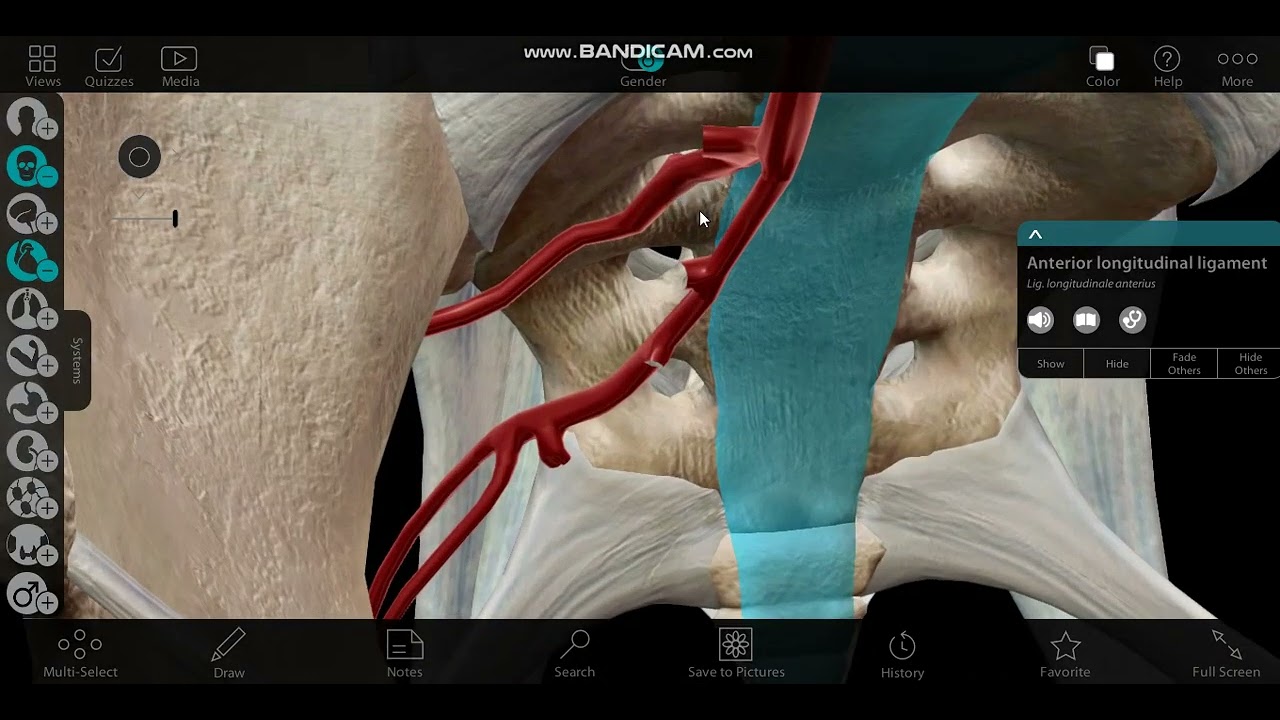 Arteries of the gluteal region | 3D anatomy | بالعربي