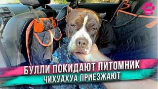 Мы отдали еще двух собак! И сразу приехали две новые собаки!