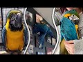 DAY IN THE LIFE! OF A BABY MACAW | Meet Baby Beau