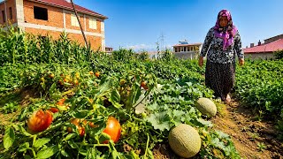 Kızımızın Domates Bahçesi Şaşırttı Dalları Domatesle Dolup Taştı