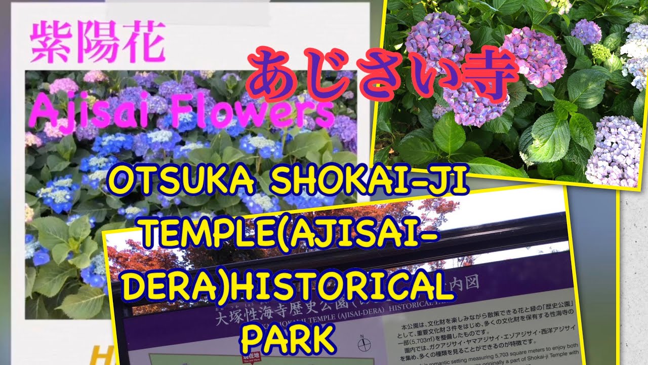 Ajisai Flowers 紫陽花 Otsuka Shikai Ji Temple Historical Park Aichi Prefecture Youtube