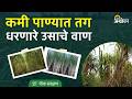 Sugarcane Varieties: कमी पाण्यामध्ये जास्त उत्पादन देणारे उसाचे वाण कोणते? | Agrowon