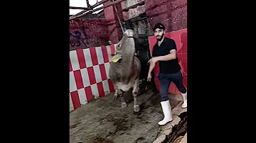 ذبح عجل ضخم جدا على الواقف 