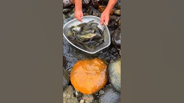 Mẹo Bắt Cá Suối #ĐặtĐáBắtCá #ĐờiSốngMiềnNúi #ytbshorts)