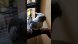 Cockatiel whistling if you&#39;re happy #birds