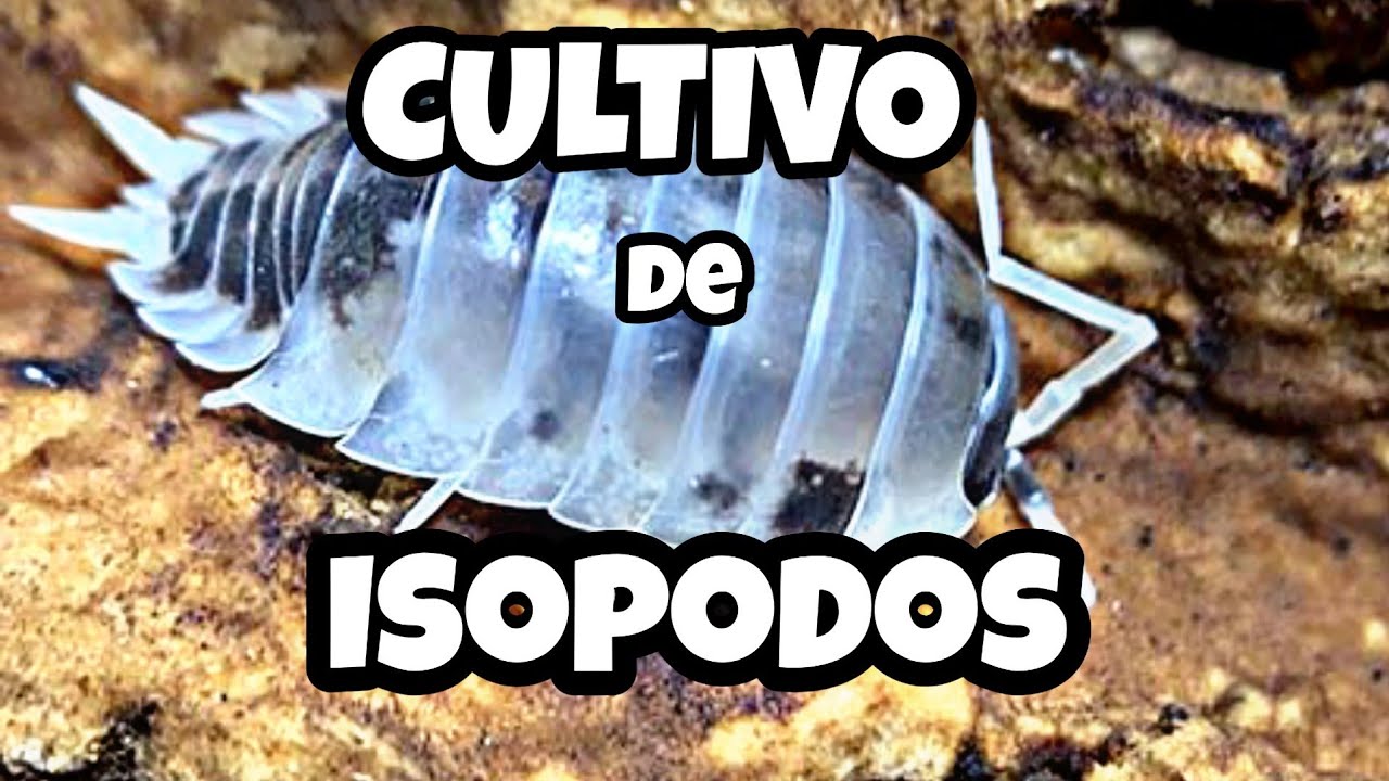 Como Hacer un Cultivo de ISOPODOS! 🦗 - YouTube