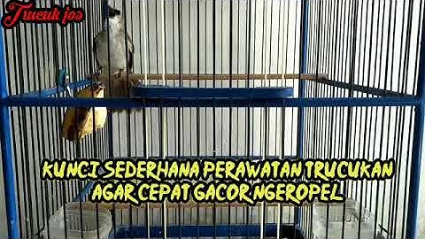 Kunci Sederhana Merawat Trucukan Cepat Gacor Ngeropel