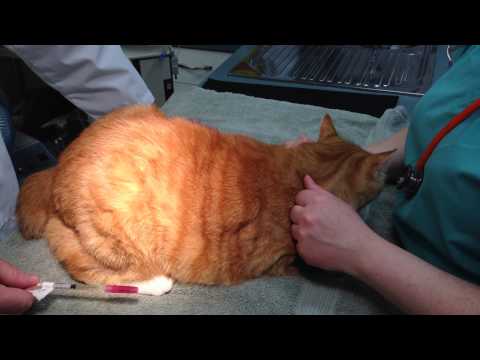 Video: How To Give Intramuscular Injections To A Cat