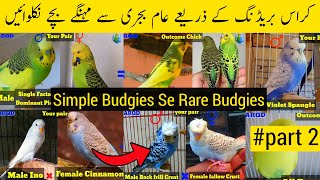 Budgies Parrots Cross Breeding Cross Breeding In Budgies Simple Budgies Se Rare Budgies Parrots
