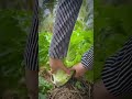 Cải vườn nhà em xanh tươi , thu hoạch cải cùng em Lin nhé #miềntây #garden