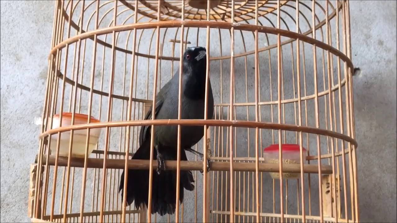 Khướu mun hót múa cực hay