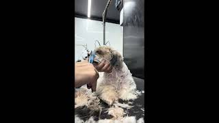 Blind Dog Grooming ❤️ | Grooming a Dog with Glaucoma & Leishmaniasis