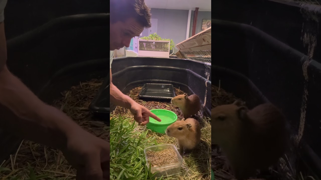 Two capybaras with VERY different personalities 😆😭😆
