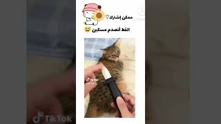 القط أنصدم مسكين ممكن إشترك نوصل 700مشترك ?