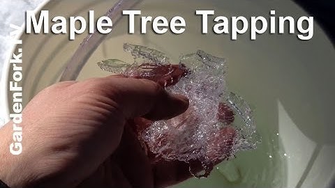 Maple Sap Collection Tips- Backyard Maple Syrup Project - GardenFork