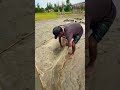 Traditional River Fishing with Pushnet– Natural Way#shaplafishing