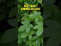 한삼? 환삼? 이름부터 미스터리! 왜 토종이 ‘교란종’이 됐을까?
