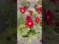 pinkish Flowers🌸#shortsvideo#flowers#greenlove#love#nature#