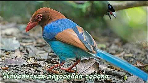 Какие бывают сороки