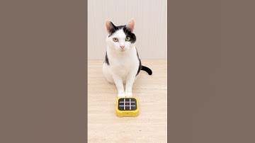 Cat and TIC TAC TOE