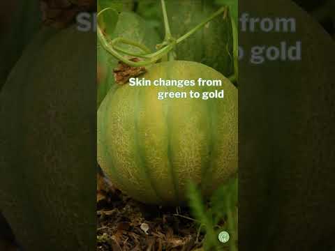 When to Pick