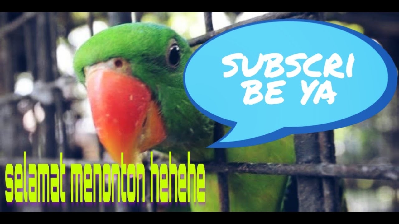 #Lovebird 