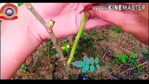 KRSMA#Standard 7 Basic Science Part 5 Chapter 1 Reaping Gold From Soil.