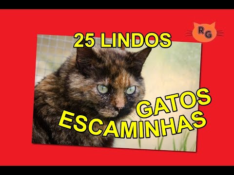 Vídeo: Gato Tartaruga: Variedades De Cores, Superstições E Presságios, Traços De Caráter, Fotos